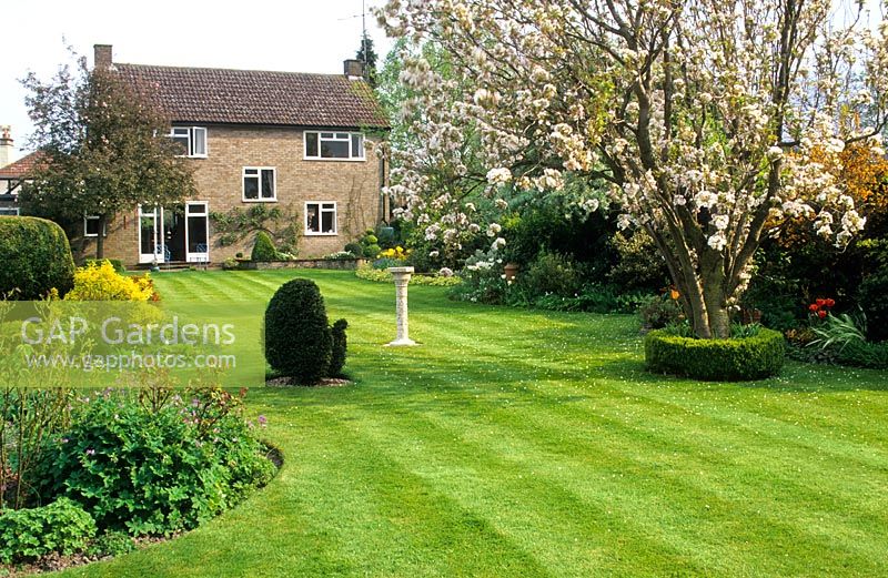 View of garden and 1950's house in spring. Neatly mown lawn, Taxus - Yew topiary peacock, informal mixed beds and borders. Prunus 'Amanagowa' in flower