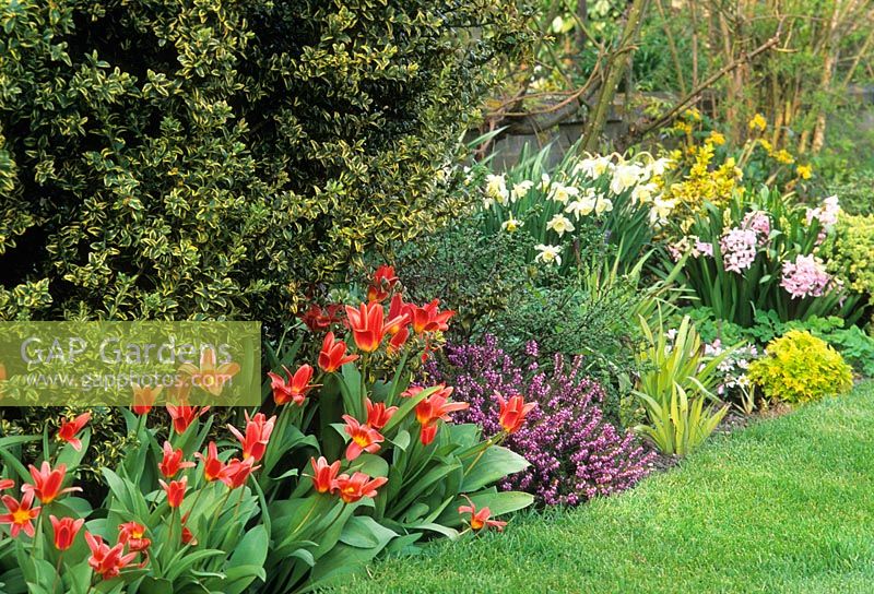 Spring boder with Tulipa, Erica - Heather, Hyacinthus and Narcissus