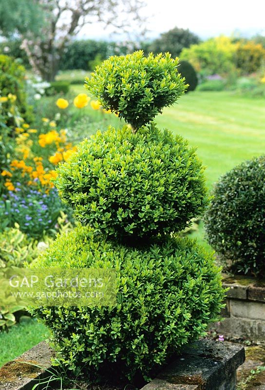 Tiered Buxus - Box topiary
