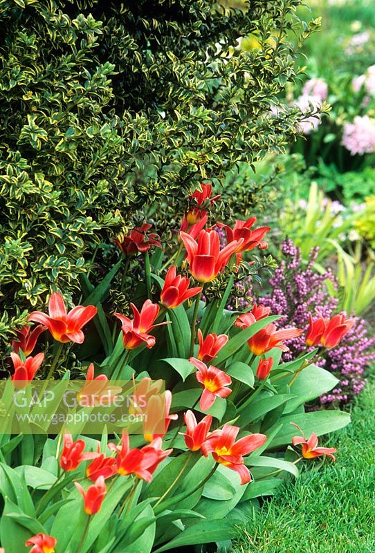 Dwarf Tulipa - Tulips growing around base of variegated Buxus - Box