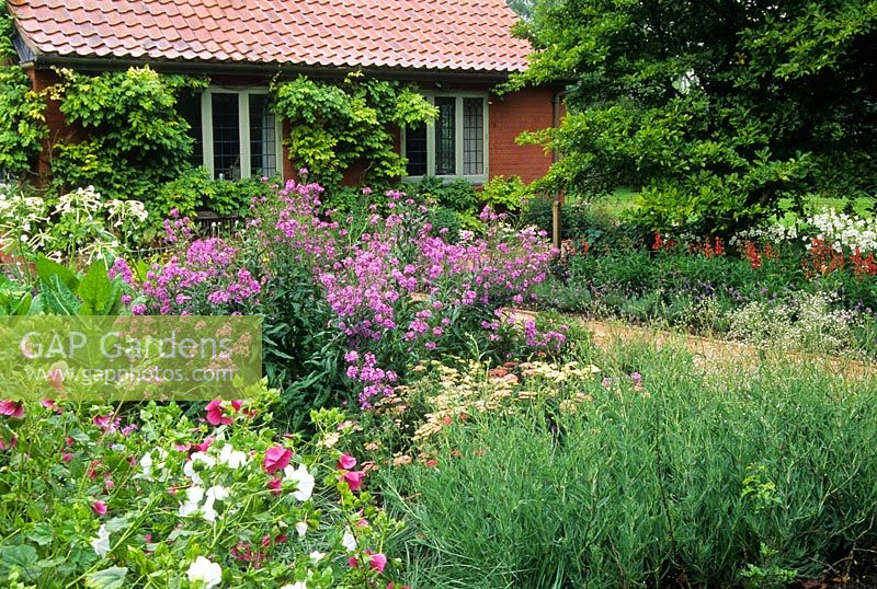 Cottage garden in summer with informal planting of Lavandula and Erysimum