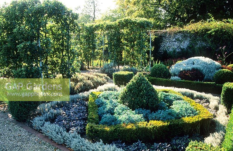 Knot garden with Santolina, Salvia - Sage, Buxus - Box and Ruta graveolens - Rue