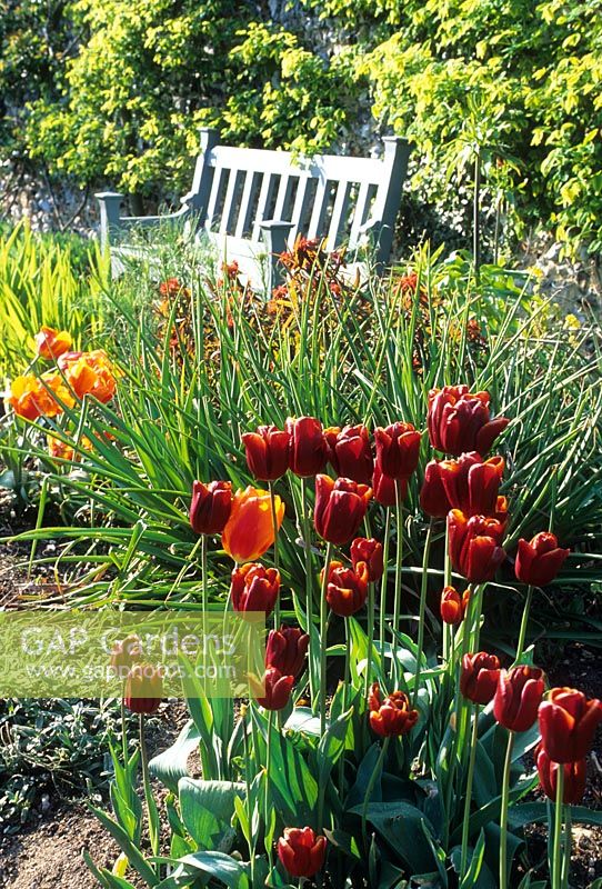 Tulipa in the hot colour borders in spring