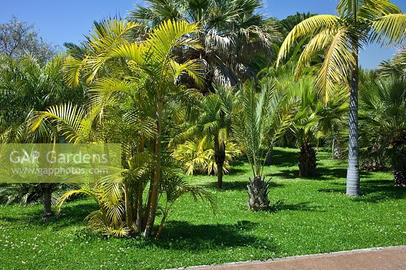 The Palm Garden, Jardim Botanico, Madeira. Palms include Brahea, Chambeyronia, Phoenix, Washington, Howea and Livistona, April.