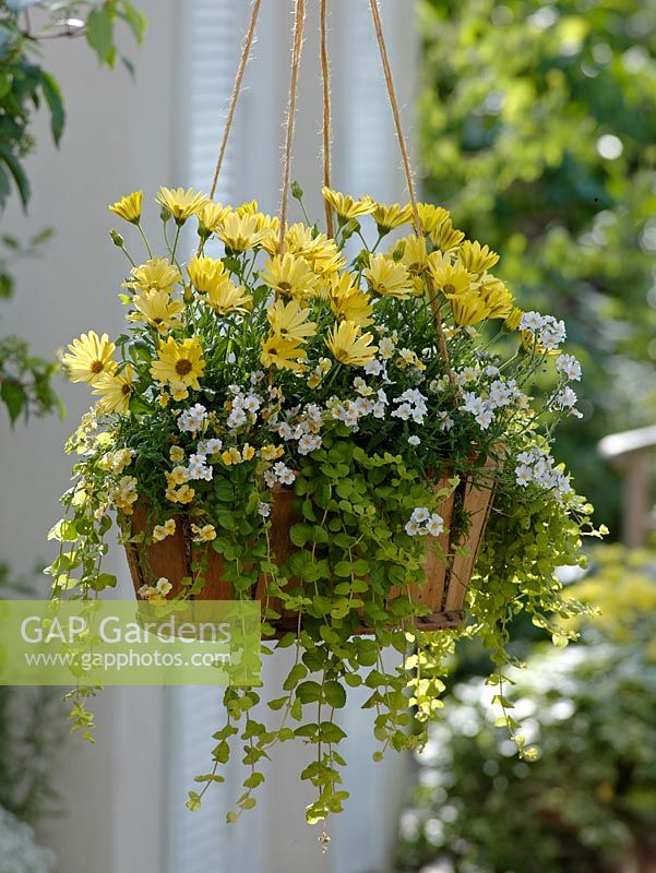 Hanging basket of Osteospermum Springstar 'Big Yellow', Nemesia Sunsatia 'Anona' and  'Citron', Lysimachia nummularia 'Goldilocks'