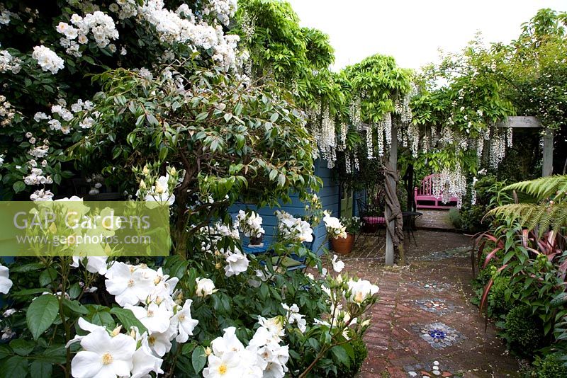 Small cottage garden with climbing Rosa and Wisteria on pergola. No. 11, Christchurch, New Zealand