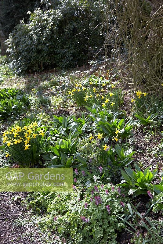 Narcissus - Daffodils, Helleborus foetidus and Arums in Beth Chatto's woodland garden in spring.