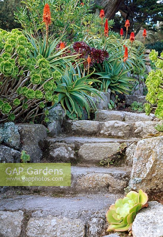Stone steps at Tresco Abbey Garden in March with Aloe arborescens