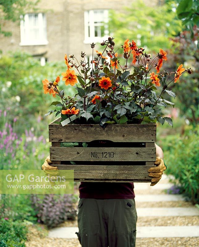 Gardener holding large wooden crate of Dahlia ready for planting