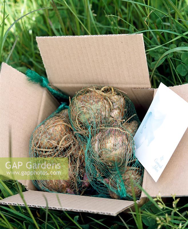 Box of bulbs ready for planting