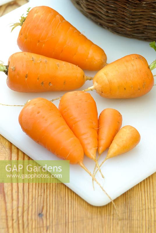 Daucus carota - Carrot 'Oxheart'