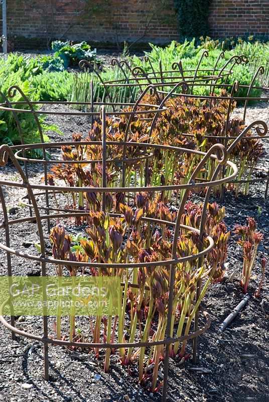 Emerging Paeonies with round iron supports