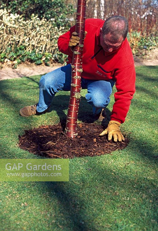 Prevent weeds around the base of a tree with a fabric mulch mat