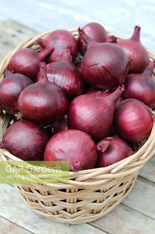 Onions 'Karmen'