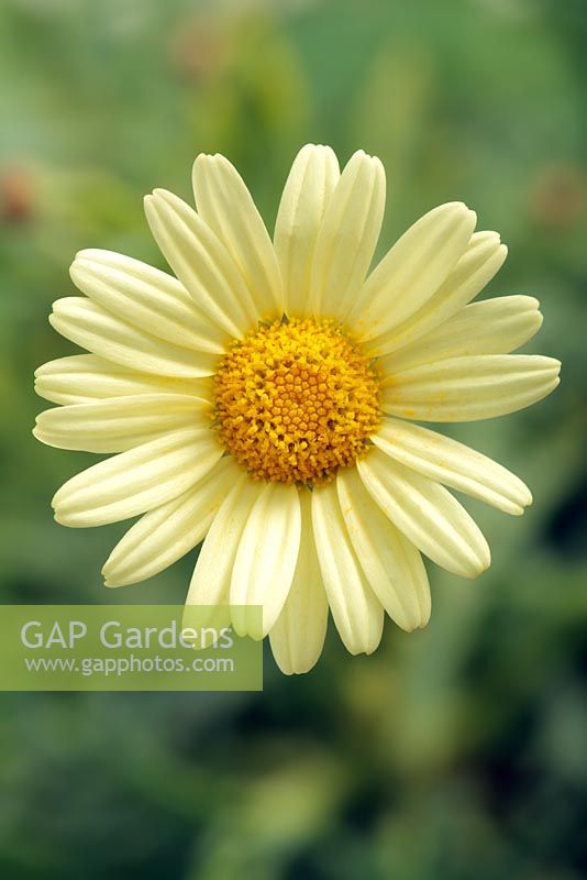Argyranthemum Molimba 'XL Pastel Yellow'