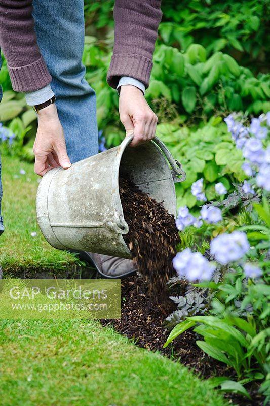 Mulching plants in a border with garden compost