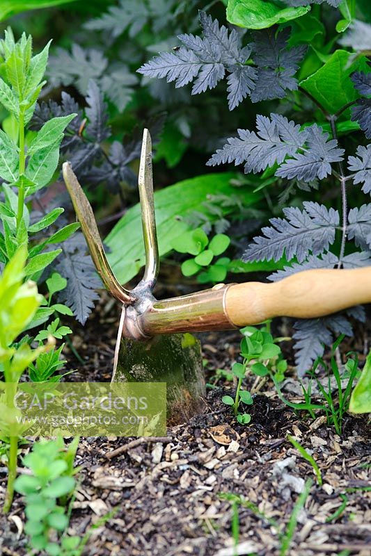 Copper hand hoe being used for weeding