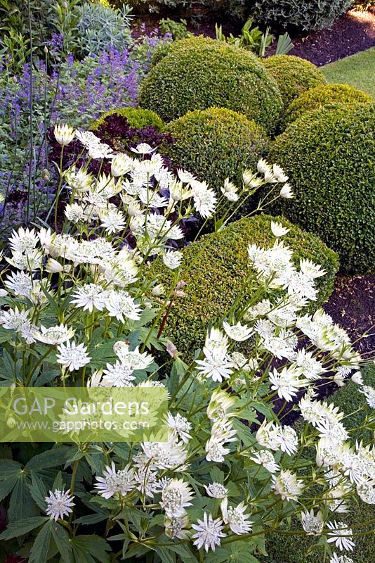 Summer border with Astrantia and clipped Buxus sempervirens - Box balls. Christchurch, New Zealand