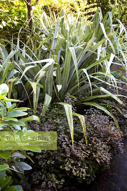The silver sword-shaped leaves of New Zealand native Astelia chathamica, with Euphorbia and Rhododendron 'Unique' in the foreground. Christchurch, New Zealand