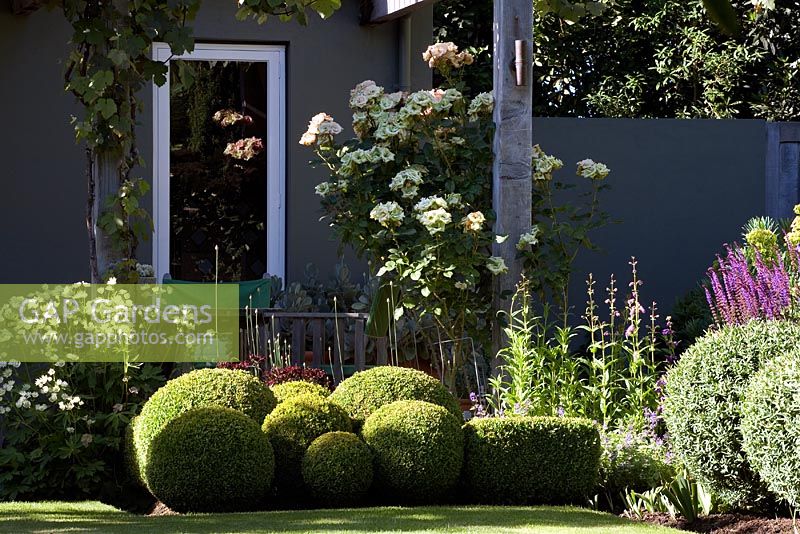 Clipped Buxus - Box balls in border with dark red Dianthus barbatus 'Sooty', Allium stems and climbing Rosa 'Greensleeves' behind. Christchurch, New Zealand 
