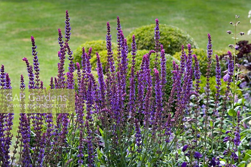 Salvia - Ornamental Sage with blue Clematis integrifolia in foreground. Christchurch, New Zealand