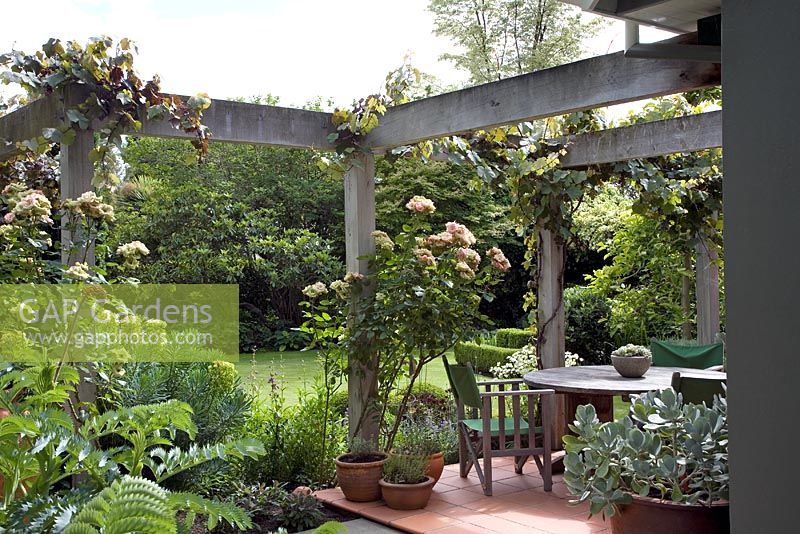 Country garden and terrace under wooden pergola with Vitis vinifera 'Purpurea' and Rosa 'Greensleeves'. Melianthus in foreground, Sedum in pot. Christchurch, New Zealand