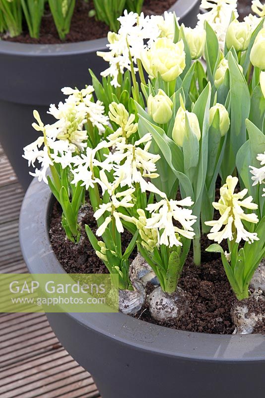 Tulipa 'Tourcan' and Hyacynthus 'White Pearl'. Inspiration decking garden, Keukenhof, Holland.