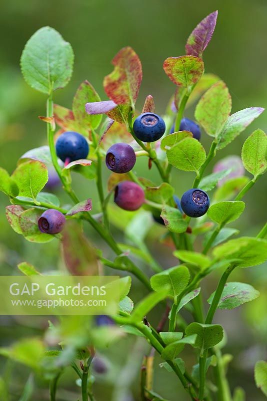 Vaccinium - Wild blueberries growing in forest
