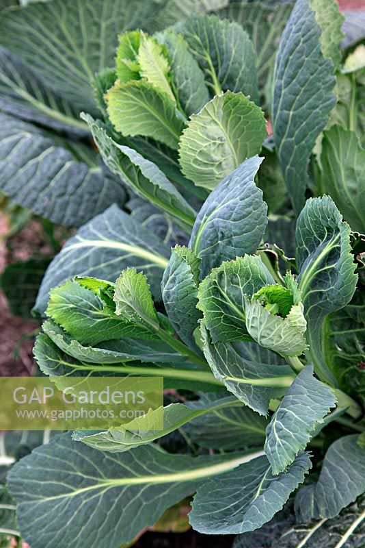 The regrowth of winter cabbage make excellent spring greens