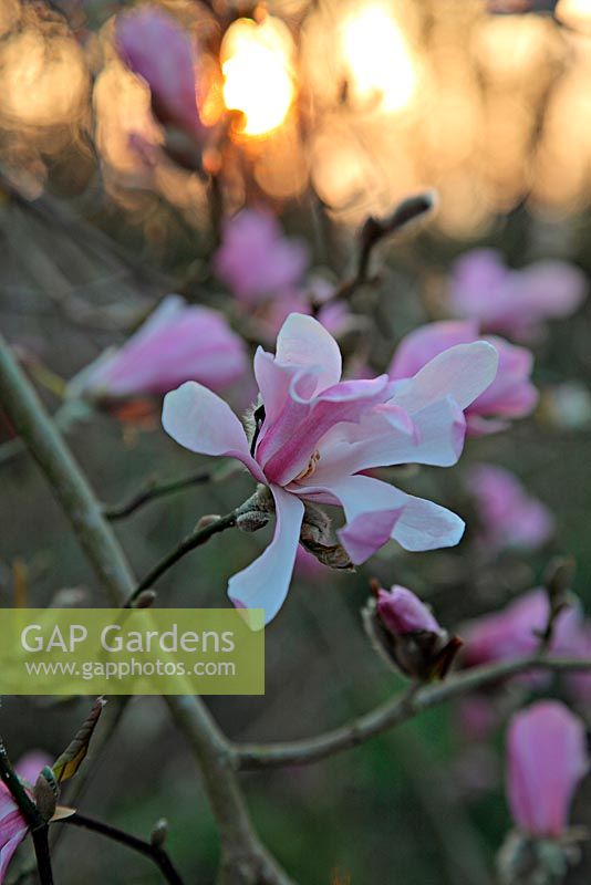 Magnolia x loebneri 'Leonard Messel' AGM at sunrise