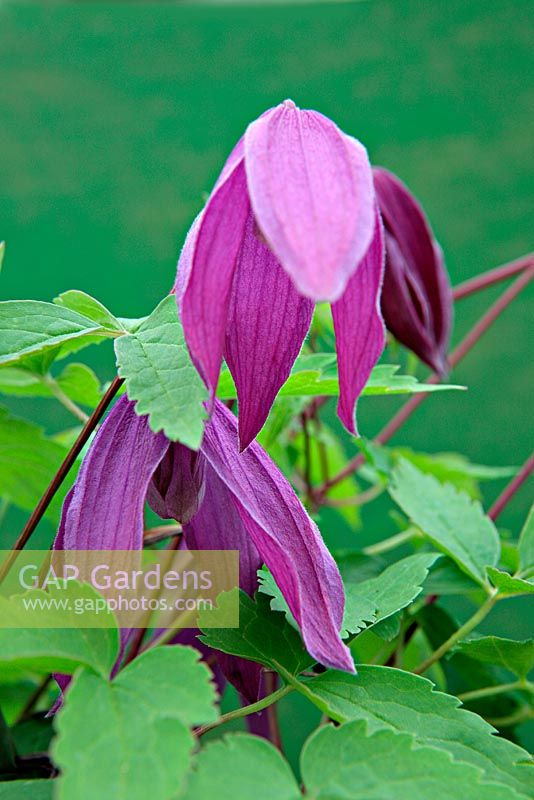 Clematis 'Tage Lundell'
