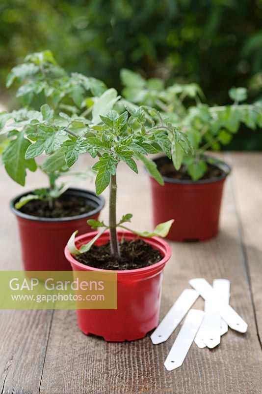 Tomato seedlings 'Tumbler' and 'Black Cherry' in small plastic pots, with white plant labels