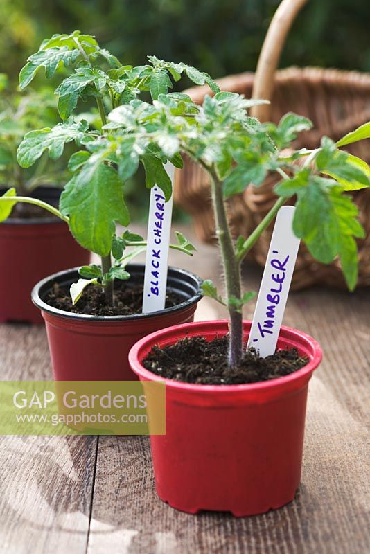 Tomato seedlings 'Tumbler' and 'Black Cherry' with plant labels 