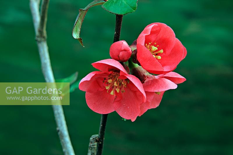 Chaenomeles speciosa 'Umbilicata' - Flowering quince