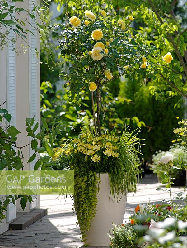 Summer container of Rosa 'Sunlight Romantica' underplanted with Osteospermum Springstar 'Big Yellow', Lysimachia 'Goldilocks' and Alopecurus pratensis 'Aureus'