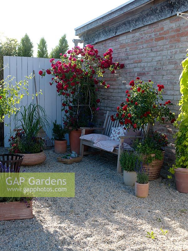 Gravel courtyard with container plantings of Rosa 'Medley Red', Rosa 'Flammentanz', Lavandula, Rosmarinus, Spartina and Cuphea llavea 'Vienco' 