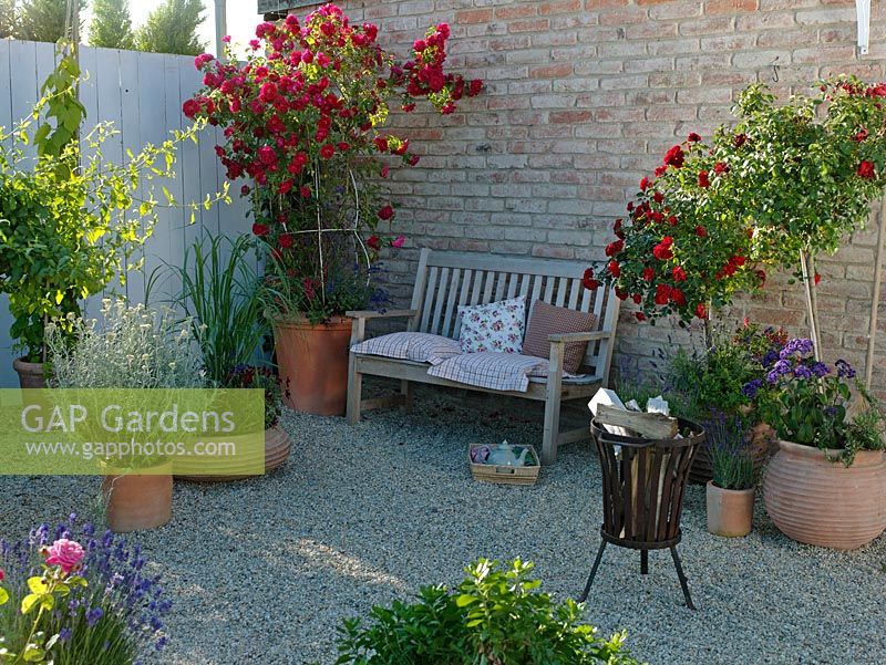 Gravel courtyard with container plantings of Rosa 'Medley Red', Rosa 'Flammentanz', Humulus, Lavandula, Rosmarinus, Spartina and Cuphea llavea 'Vienco' 