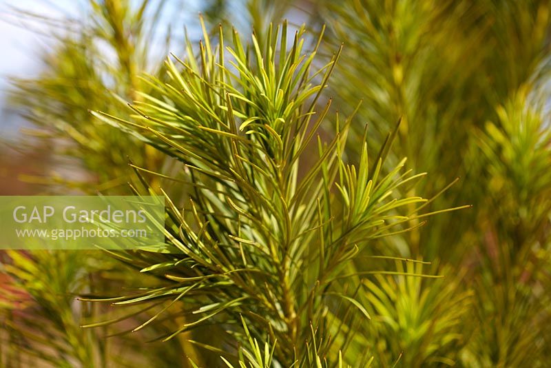 Podocarpus drouynianus - Wild Plum. Podocarp native to the relatively high rainfall areas of southwestern corner of Western Australia