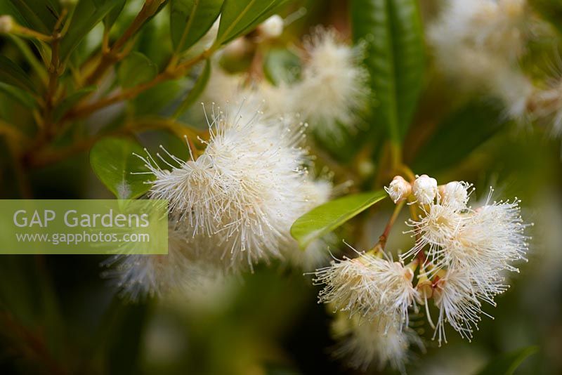 Syzygium australe - Bush Christmas, Brush Cherry or Scrub Cherry. Eastern Australian 