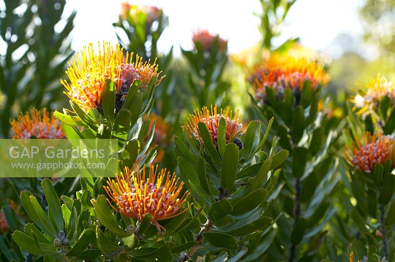 Leucospermum - Pincushion Protea