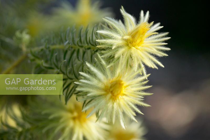 Phylica pubescens - Featherhead, a native South African fynbos shrub