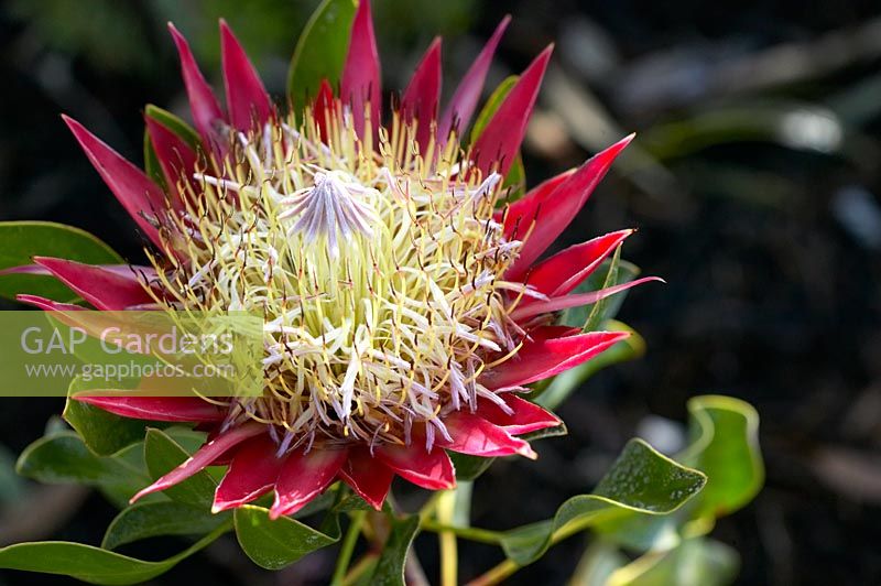 Protea cynaroides - King Protea 