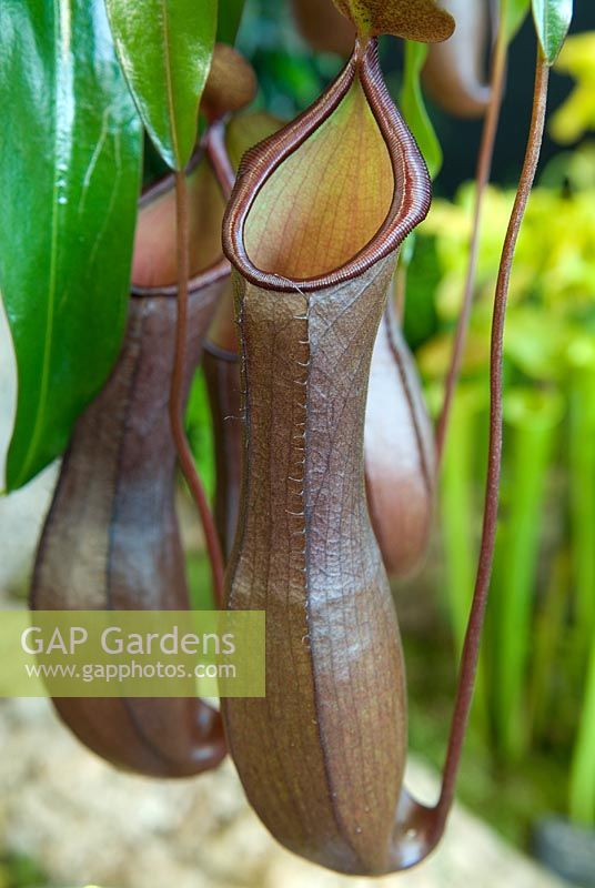 Nepenthes hybrid 'Rebecca Soper' - Monkey Cup at Harrogate Spring Flower Show 2010