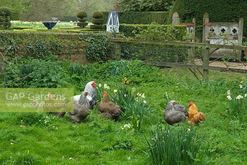 Brahma chickens in garden - Wyken Hall, Suffolk