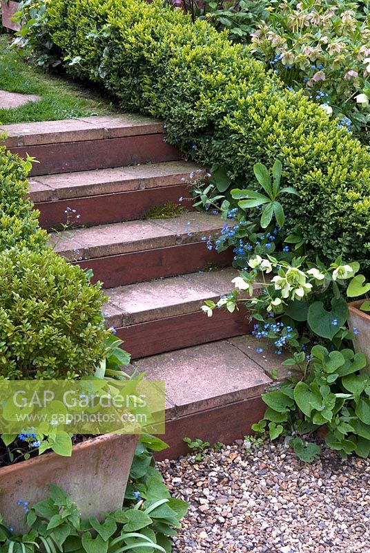 Myosotis and Helleborus beside box hedging on either side of steps - The Kitchen Garden, Troston, Suffolk