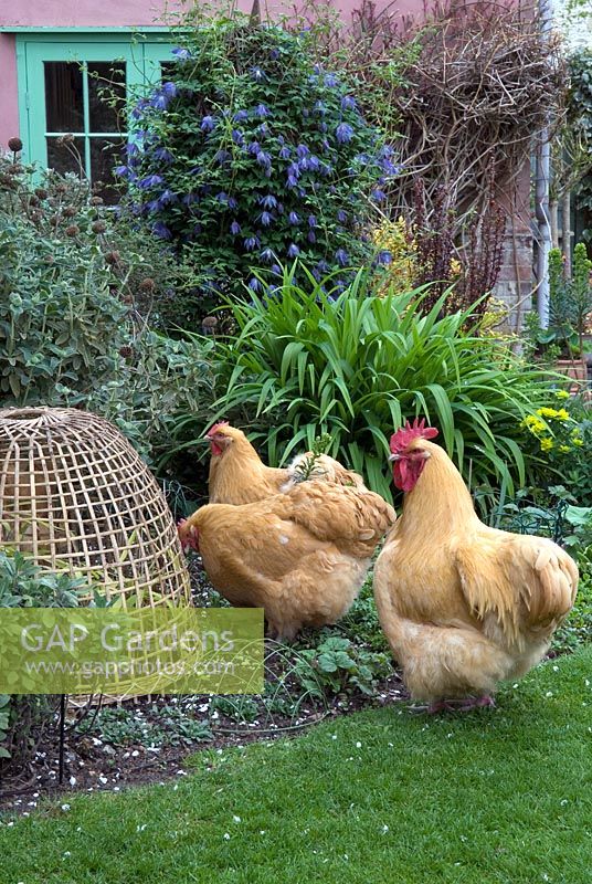 'Buff Orpington' hens having free range of garden, with protection provided for certain border plants - The Kitchen Garden, Troston, Suffolk