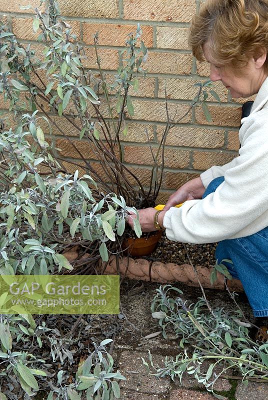 Woman cutting back woody stems on Salvia officinalis - Sage after Winter to encourage fresh new growth in Spring, 1 of 2 images