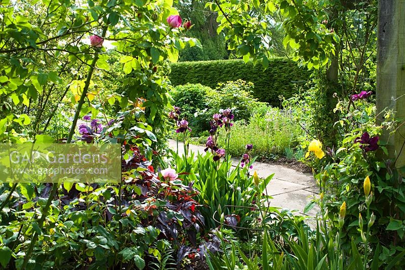 View of double herbaceous borders with Irises and other perennials