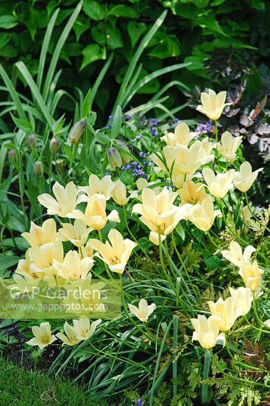 Tulipa linifolia battalinii Group 'Bright Gem'