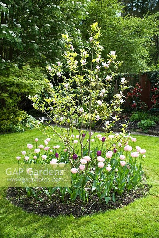 Magnolia underplanted with tulips in circular bed in lawn